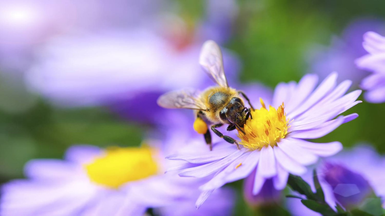 2019-05-07-vp1-bij-2-fc-v_web