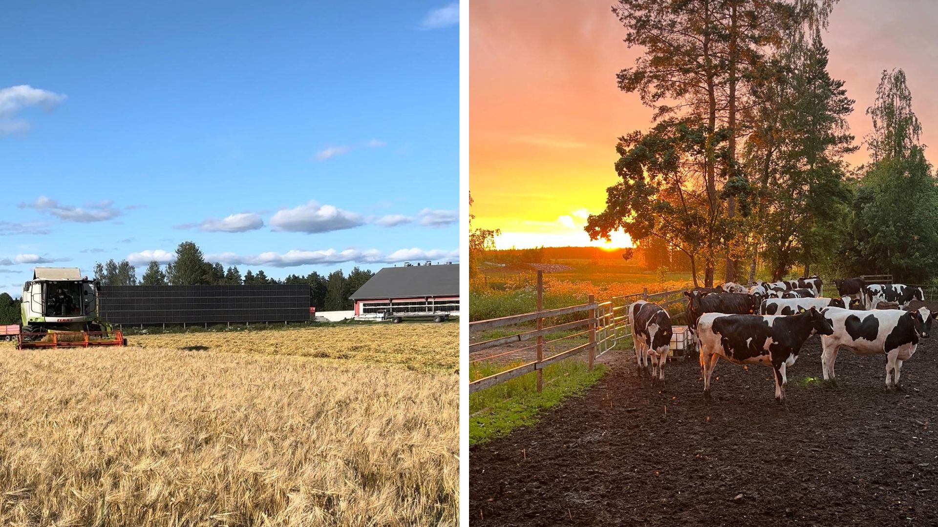 Kaksi kuvaa, joista ensimmäisessä viljapelto ja aurinkovoimala. Toisessa kuvassa hiehoja jaloittelutarhassa.